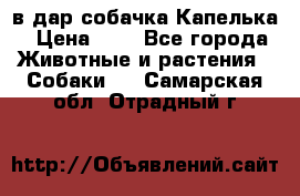 в дар собачка Капелька › Цена ­ 1 - Все города Животные и растения » Собаки   . Самарская обл.,Отрадный г.